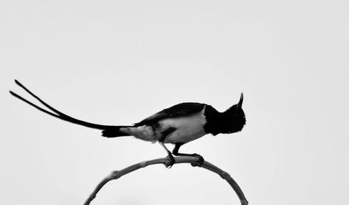 Low angle view of bird perching against clear sky