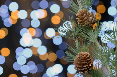 Close-up of pine cones on tree