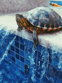 Close-up of turtle in water