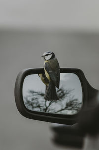 A tit sitting on a car mirror
