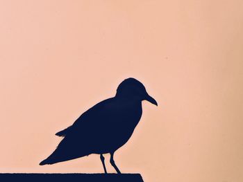 Bird perching on a wall