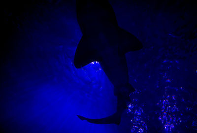 Low section of fishes swimming in sea