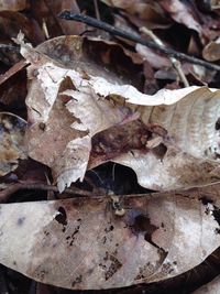 Close-up of leaves on wood