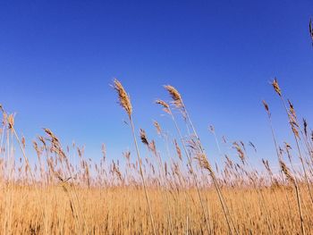 Scenic view of field against clear blue sky