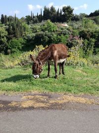 Horse grazing in field