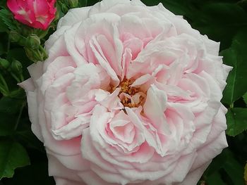 Close-up of pink rose flower