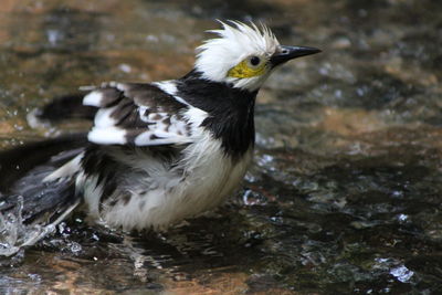 Close-up of black collared starling in water