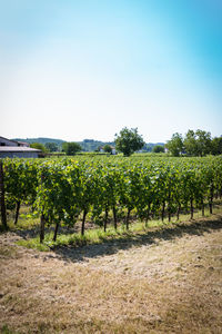 Scenic view of field against clear sky