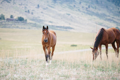 Horse walking towards the camera