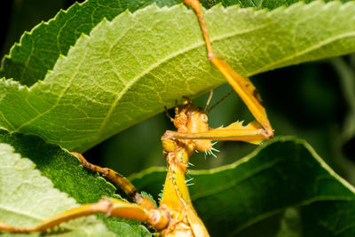 Close-up of insect on plant