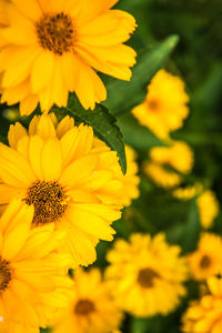 Close-up of yellow flower