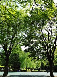 Trees in forest