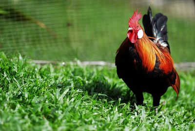 Close-up of rooster on grass