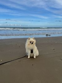 animal