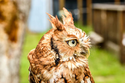 Close-up of owl