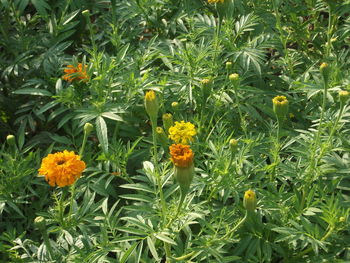 Close-up of yellow flowers blooming in field