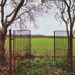 Plants growing on field by fence against sky