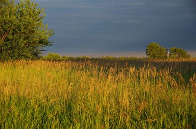 Scenic view of field against sky