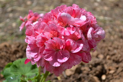 Close-up of pink flower blooming outdoors