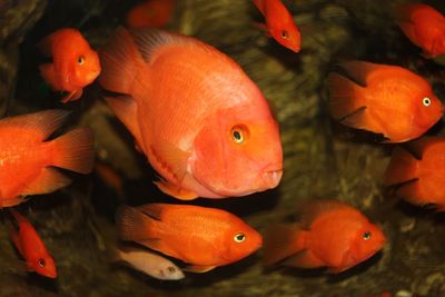 Close-up of fish swimming in tank