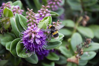 Close-up of bee pollinating on purple flower