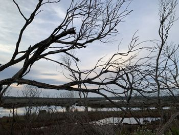 Bare tree by lake against sky