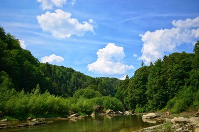 Scenic view of lake amidst trees in forest against sky