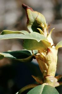 Close-up of flowering plant