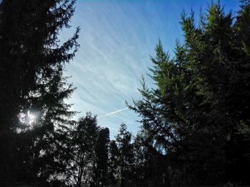 Low angle view of trees against sky