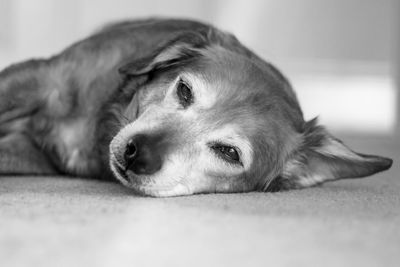 Close-up portrait of dog relaxing at home