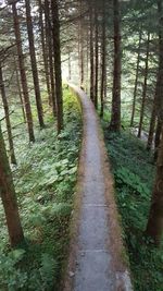 Pathway along trees in park