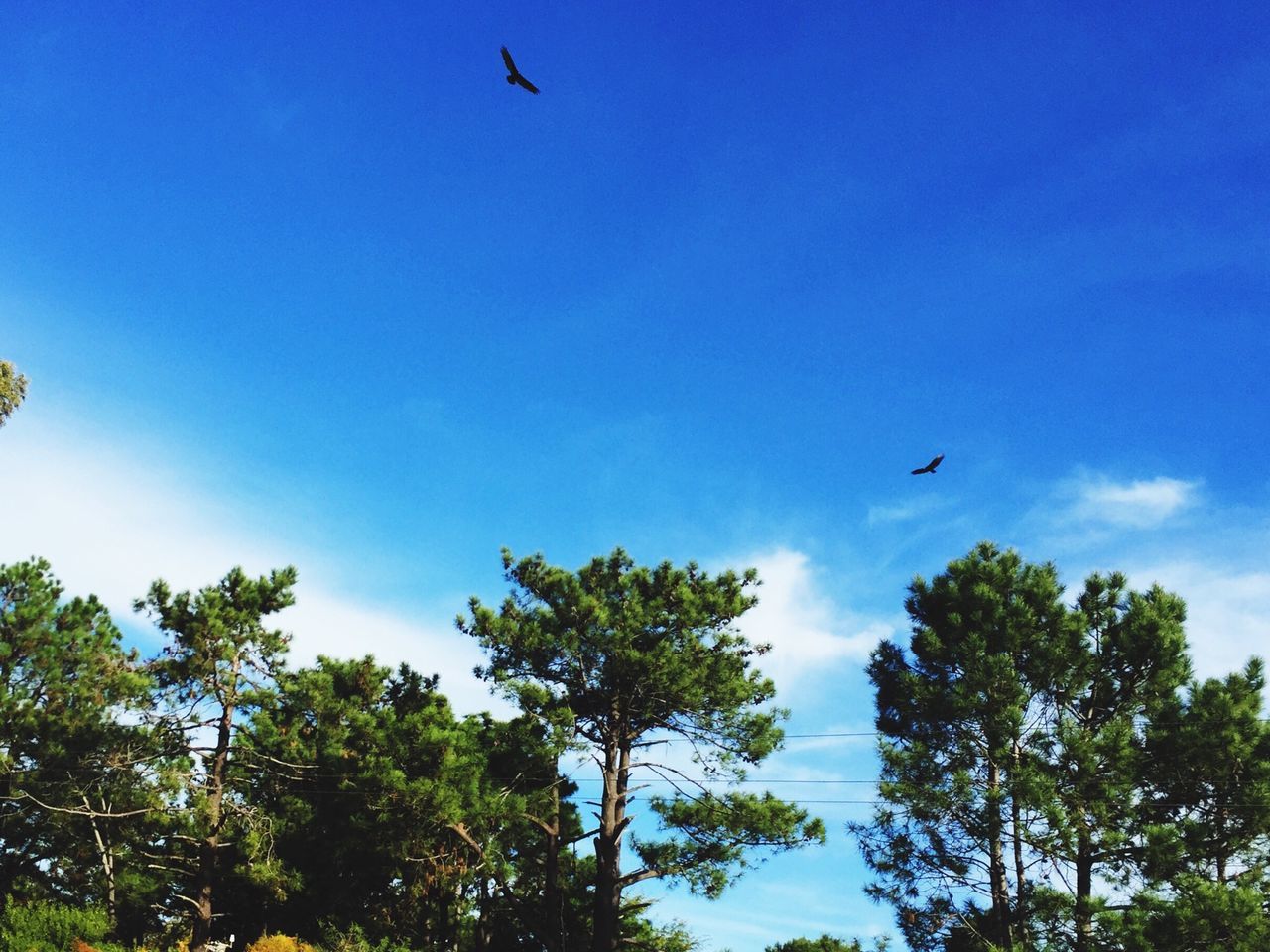 flying, bird, low angle view, animal themes, animals in the wild, mid-air, wildlife, tree, blue, spread wings, sky, one animal, clear sky, nature, day, motion, outdoors, freedom, no people, flight