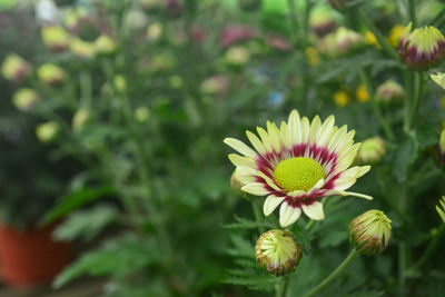 Close-up of pink flower