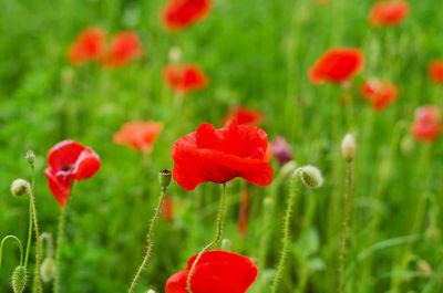 Close-up of red poppy flowers on field