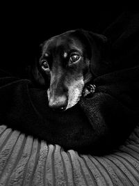 Black dog resting on sofa at home