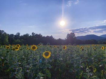 Scenic view of flowering field against sky