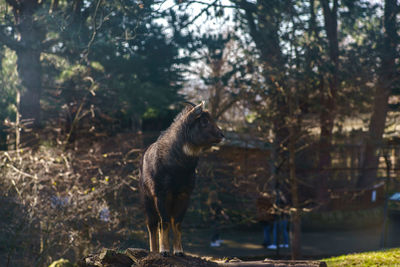 View of animal in forest