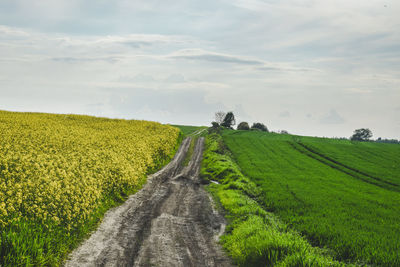 Scenic view of agricultural field against sky