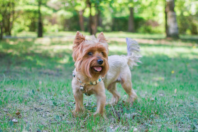 Yorkshire terrier dog is walking on the grass in summer park.