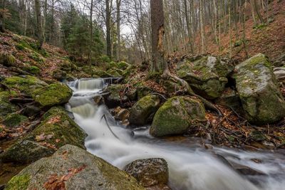 Scenic view of waterfall in forest