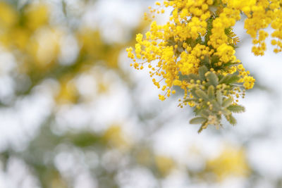 Close-up of yellow flowers