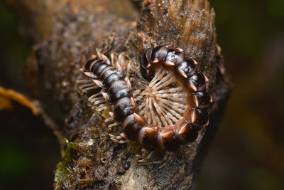 Close-up of bee on tree trunk