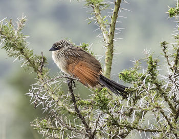 Bird perching on a tree