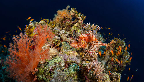 Close-up of fish swimming in sea