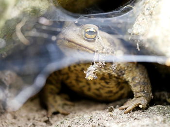 Close-up of toad