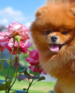 Close-up of dog by pink flowers