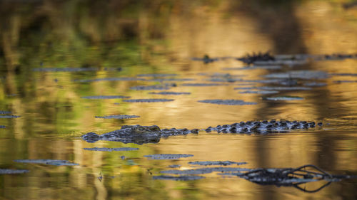 Crocodile swimming in lake