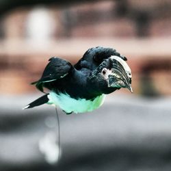 Close-up of a bird