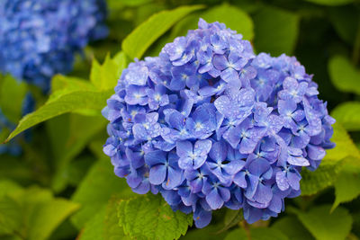 Close-up of purple hydrangea blooming outdoors