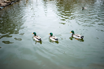 High angle view of mallard ducks swimming in lake